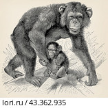 The chimpanzee (Pan troglodytes). Antique stylized illustration. Стоковая иллюстрация, иллюстратор Sergey Kohl / Фотобанк Лори