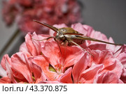 The bedstraw hawk-moth (Hyles gallii) belongs to the hawk moth family (Sphingidae). It can be encountered both at night and during the day. Стоковое фото, фотограф Андрей Жигальцов / Фотобанк Лори