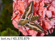 The bedstraw hawk-moth (Hyles gallii) belongs to the hawk moth family (Sphingidae). It can be encountered both at night and during the day. Стоковое фото, фотограф Андрей Жигальцов / Фотобанк Лори