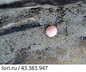 Ликогала древесинная (Lycogala epidendrum (L.) Fr.) Стоковое фото, фотограф Ирина Борсученко / Фотобанк Лори