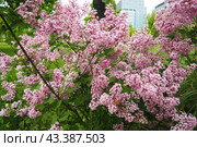 Beautiful inflorescences of pink lilac on branch in the city park of Warsaw, Poland. Beautiful flowering flowers of lilac tree Syringa vulgaris. Spring blossom. Syringa plant olive family or Oleaceae. Стоковое фото, фотограф Юлия Петровская / Фотобанк Лори