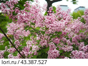 Beautiful inflorescences of pink lilac on branch in the city park of Warsaw, Poland. Beautiful flowering flowers of lilac tree Syringa vulgaris. Spring blossom. Syringa plant olive family or Oleaceae. Стоковое фото, фотограф Юлия Петровская / Фотобанк Лори