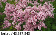 Beautiful inflorescences of pink lilac on branch in the city park of Warsaw, Poland. Beautiful flowering flowers of lilac tree Syringa vulgaris. Spring blossom. Syringa plant olive family or Oleaceae. Стоковое фото, фотограф Юлия Петровская / Фотобанк Лори