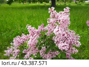 Beautiful inflorescences of pink lilac on branch in the city park of Warsaw, Poland. Beautiful flowering flowers of lilac tree Syringa vulgaris. Spring blossom. Syringa plant olive family or Oleaceae. Стоковое фото, фотограф Юлия Петровская / Фотобанк Лори