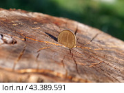 Золотая монета один рубль в пеньке. Стоковое фото, фотограф Евгения Золкина / Фотобанк Лори