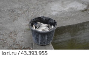 Carp fish catch in bucket. Live fish. Стоковое видео, видеограф Леонид Еремейчук / Фотобанк Лори
