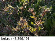 Растение Нонея тёмно-бурая (nonea pulla) в летний солнечный день. Стоковое фото, фотограф Оксана Шведкова / Фотобанк Лори
