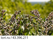 Растение Нонея тёмно-бурая (nonea pulla) в летний солнечный день. Стоковое фото, фотограф Оксана Шведкова / Фотобанк Лори