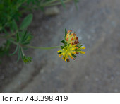 Язвенник обыкновенный, подвид многолистный  (Anthyllis vulneraria subsp. polyphylla), двух, или многолетнее травянистое растение семейства Бобовые (Красная книга). Кисловодск. Стоковое фото, фотограф Александр Пеньков / Фотобанк Лори