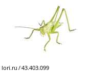 Большой зеленый кузнечик на белом фоне. Green grasshopper on a white background. Стоковое фото, фотограф Татьяна Д / Фотобанк Лори