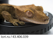 Ящерица хохлатый геккон реснитчатый бананоед Correlophus ciliatus лежит на макрокольце. Стоковое фото, фотограф Алиса Сокол / Фотобанк Лори