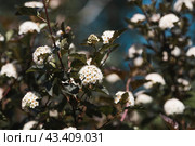 Viburnum pemphigus (Physocarpus opulifolius). A shrub blooming with small white flowers. Стоковое фото, фотограф Photojuli / Фотобанк Лори
