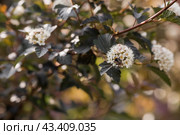 Viburnum pemphigus (Physocarpus opulifolius). A shrub blooming with small white flowers. Стоковое фото, фотограф Photojuli / Фотобанк Лори