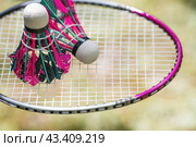 A racket and a shuttlecock on a background of green grass. Playing badminton. A summer sport. Outdoor games. Стоковое фото, фотограф Photojuli / Фотобанк Лори