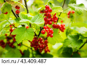 Куст красной смородины со спелыми ягодами. Сад и огород. Малая глубина резкости. Стоковое фото, фотограф Андрей Пустякин / Фотобанк Лори