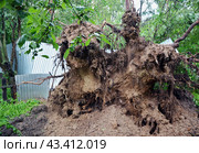 Корни сосны, упавшей после шторма и сломавшей забор на дачном участке (2020 год). Стоковое фото, фотограф Александр Замараев / Фотобанк Лори