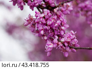 Blooming Cercis tree. Стоковое фото, фотограф Яков Филимонов / Фотобанк Лори