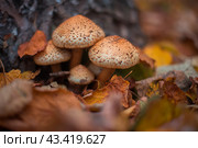 Грибы опята на фоне опавших листьев. Стоковое фото, фотограф Оксана / Фотобанк Лори