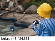 A 5-year-old boy in a yellow panama hat launches a radio-controlled boat in a pond. Children's fun and street games. Child's leisure time. Стоковое фото, фотограф Photojuli / Фотобанк Лори