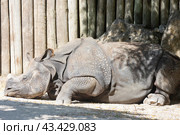A rhino lays down in the shade of a tree. Стоковое фото, фотограф Константин Шишкин / Фотобанк Лори