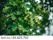 Oak galls, ink nuts on oak. Стоковое фото, фотограф Ольга Ильина / Фотобанк Лори