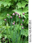 Фиолетовые головки зеленого шнитт-лука (лат. Allium schoenoprasum) перед цветением. Стоковое фото, фотограф Наталья Сухорукова / Фотобанк Лори