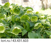White-green hellebore flower (Christroas rose) or (Helleborus foetidus) in the garden. Стоковое фото, фотограф Бошарова Ольга Николаевна / Фотобанк Лори
