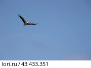 White stork - Ciconia ciconia - bird is flying in the sky. Стоковое фото, фотограф Константин Шишкин / Фотобанк Лори