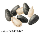 Sunflower seeds isolated on white background. Top view. For cereal sets. Стоковое фото, фотограф Катерина Ковалева / Фотобанк Лори