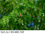 Larch is a coniferous tree with light green needles and pink cones. Larix decidua green branches, European larch tree. Стоковое фото, фотограф Lena Bereberdina / Фотобанк Лори