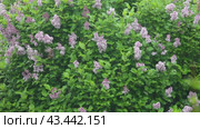Video of heavy rain and wind in garden against background of blooming lilac shrubs. Bad weather forecast, heavy rainfall concept. Natural floral background. Beautiful spring landscape. Стоковое видео, видеограф Виктория Катьянова / Фотобанк Лори