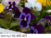 Фиа́лка трёхцве́тная, или Аню́тины гла́зки (лат. Víola trícolor). Клумба. Стоковое фото, фотограф Татьяна Новикова / Фотобанк Лори