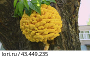 Young sulfur-yellow tinder fungus on a deciduous tree. Edible and useful mushroom. (lat. tinder fungus) Wood-destroying parasite. Стоковое видео, видеограф Дмитрий Кобзев / Фотобанк Лори