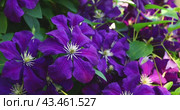 Blooming Clematis in the garden, climbing perennial plant, floral background. Стоковое видео, видеограф Сергей Чайко / Фотобанк Лори