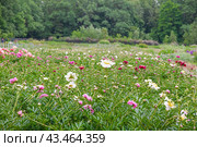 Пионы разных сортов (Paeonia) в Ботаническом саду. Москва (2024 год). Стоковое фото, фотограф Алёшина Оксана / Фотобанк Лори