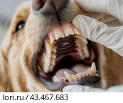 Close-up of a Dog's Teeth Being Examined. Стоковое AI-изображение, AI-художник Кирилл Черезов / Фотобанк Лори