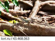 Небольшая пестрая ящерица (лат. Lacertidae) в естественной среде обитания.  A small variegated blue-green lizard with dark gray stripes froze on the powerful roots of a southern tree. Стоковое фото, фотограф Лариса Гордеева / Фотобанк Лори