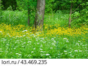 Цветущий козлобородник (Tragopogon) в Главном ботаническом саду им. Н.В. Цицина РАН. Москва (2024 год). Стоковое фото, фотограф Алёшина Оксана / Фотобанк Лори