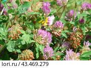 Bumblebee on a clover flower. Стоковое фото, фотограф Andrew_Swarga / Фотобанк Лори