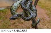 Boa constrictor close-up. The snake wrapped itself around a tree branch. You can see shiny skin with a beautiful pattern, eyes, Madagascar. Kennel reptiles Peyriyar. Стоковое фото, фотограф Вера Ивановна Кубарева / Фотобанк Лори