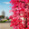 Saransk, Russia - June 5, 2023. Bolshevistskaya Street in Saransk, Russia. A unfocused view of the city against a background of bright colors. Focus on promotional flowers. Редакционное фото, фотограф Оксана Медведева / Фотобанк Лори