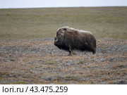 Овцебык на острове Врангеля. Стоковое фото, фотограф Николай Гернет / Фотобанк Лори