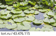Pink water lilies on the water on a hot afternoon in the park. Vertical panorama. Стоковое видео, видеограф Ярославский Максим / Фотобанк Лори