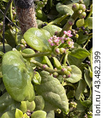 Malabar spinach (lat.- basella alba) is an edible perennial vine. Стоковое фото, фотограф Irina Opachevsky / Фотобанк Лори