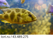 Portrait of very serious aquarium fish. Concepts of the beauty of nature. Стоковое фото, фотограф YuryKara / Фотобанк Лори