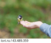 A girl feeding a tit bird from her hands. The concept of trust, communication with wildlife, caring for wildlife. Natural light. Стоковое фото, фотограф YuryKara / Фотобанк Лори