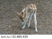 Portrait of cute fallow baby deer standing on trembling legs. Baby licking his itching leg. The beauty of wild animals. Rear view. Natural light. Стоковое фото, фотограф YuryKara / Фотобанк Лори