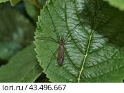 The long-legged mosquito, or caramora (lat. Tipulidae), is a family of two–winged insects from the long-whiskered suborder (Nematocera). Spring. Стоковое фото, фотограф Андрей Жигальцов / Фотобанк Лори