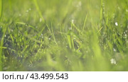 Juicy bright green grass in sunlight. Close up. Lawn background. Texture of new grass growing in field. Meadow on warm sunset or sunrise time. Tranquil nature scene. Golden hour. Greenery, dew drops. Стоковое видео, видеограф Марина Демидюк / Фотобанк Лори