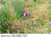 Колючее растение, чертополох поникший, лат. Carduus nutans, вид двудольных растений рода Чертополох  семейства Астровые, в степи , Волгоградская область, Россия. Стоковое фото, фотограф Андрей Цыганков / Фотобанк Лори